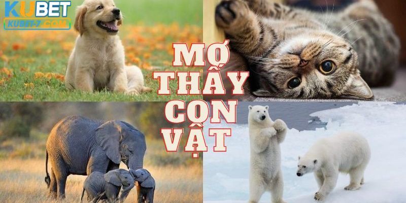 Mộng về các con vật